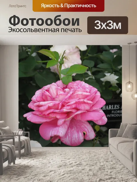 Фотообои Розовые розы