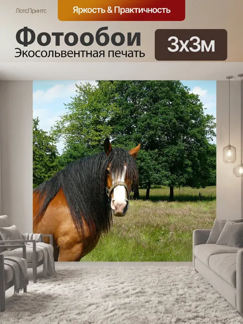 Фотообои Лошадь
