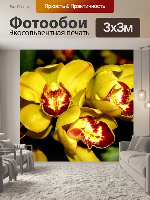 Фотообои Цветок орхидеи