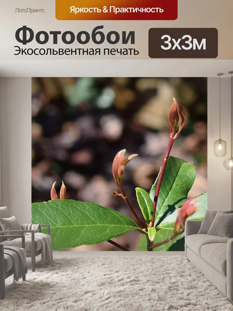 Фотообои Новые сладкие оливковые листья