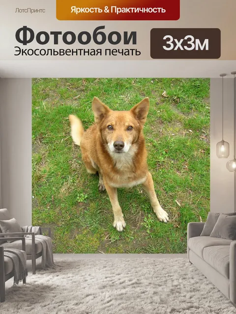 Фотообои Пес