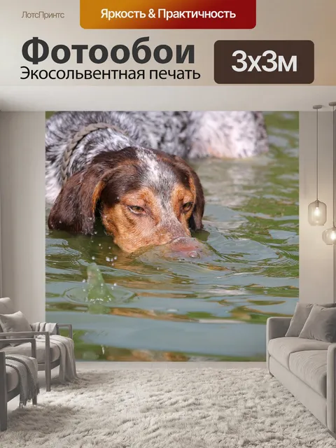 Фотообои Собака