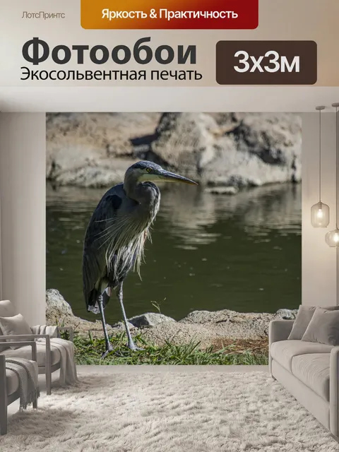 Фотообои Взрослая голубая цапля