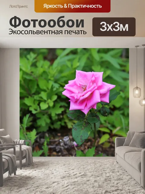 Фотообои Роза
