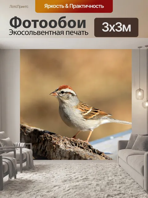 Фотообои Чиппинг воробей на ветке