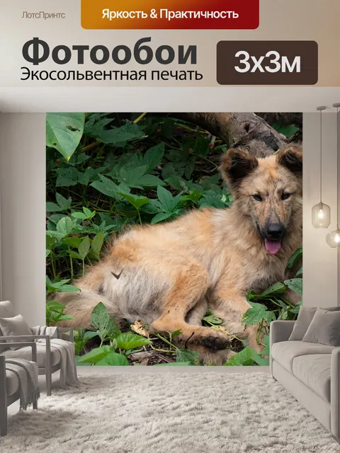 Фотообои Эквадор