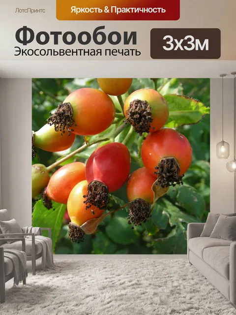 Фотообои Шиповник