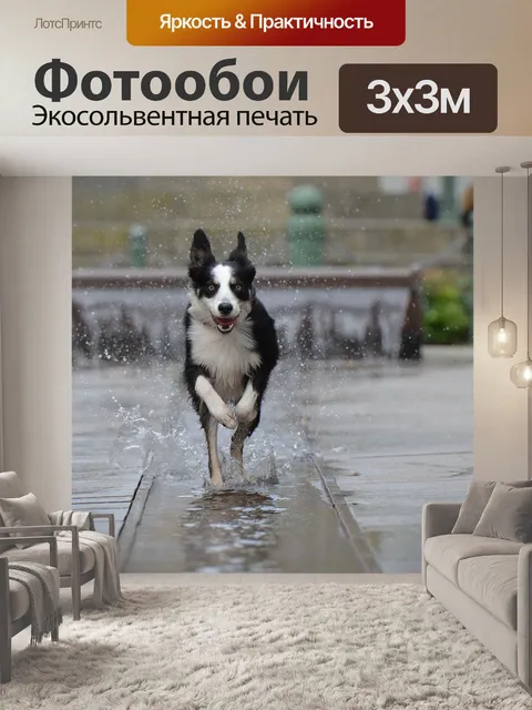 Фотообои Бордер-колли