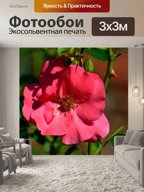 Фотообои Яркая красная роза