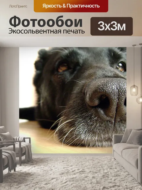 Фотообои Собака