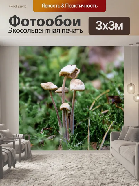 Фотообои Гриб