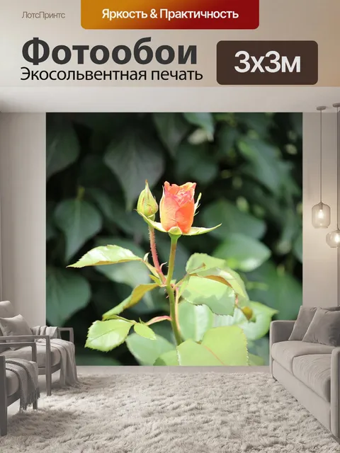 Фотообои Роза