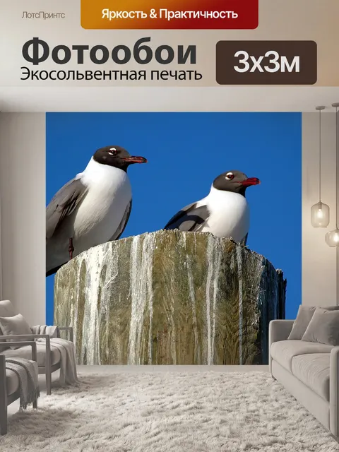 Фотообои Смеясь Чайки