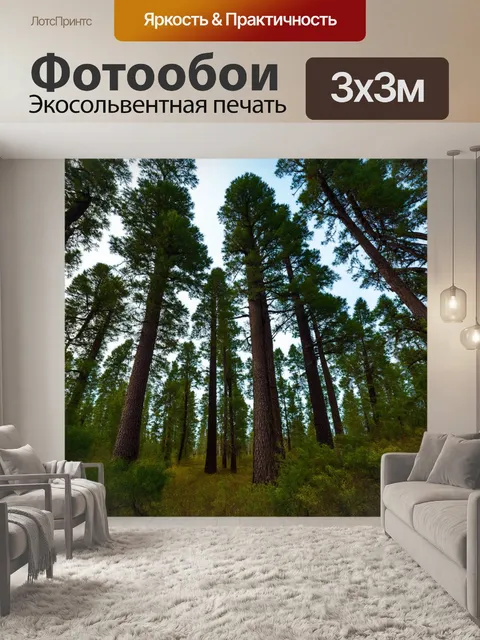Фотообои китай: высокие сосны, шуршащие на ветру, создавая прекрасный звуковой фон для лесного пейзажа