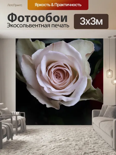 Фотообои Роза