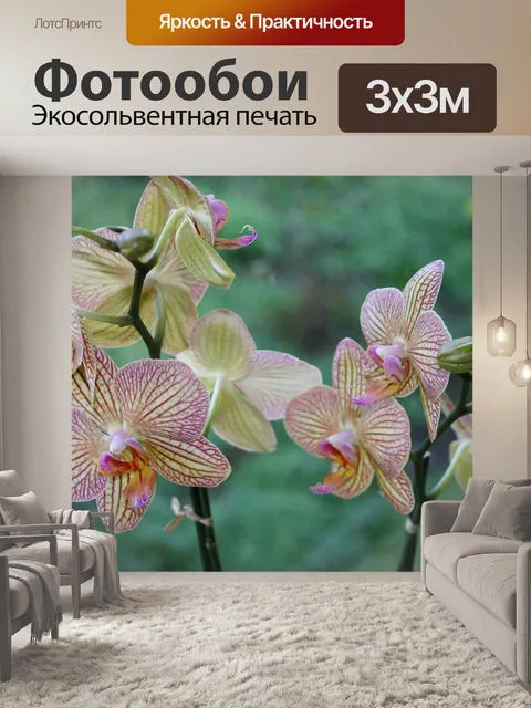 Фотообои Орхидея