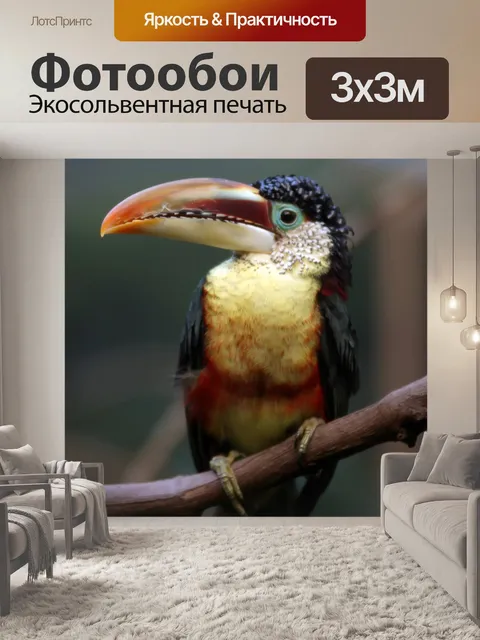 Фотообои Tucan в зоопарке
