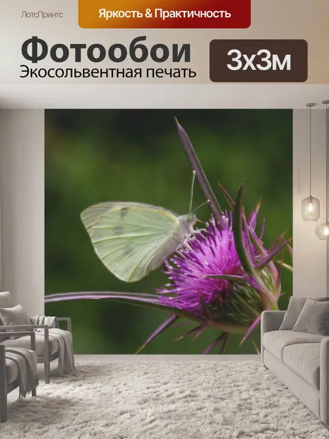 Фотообои Белая бабочка на фиолетовом расторопше