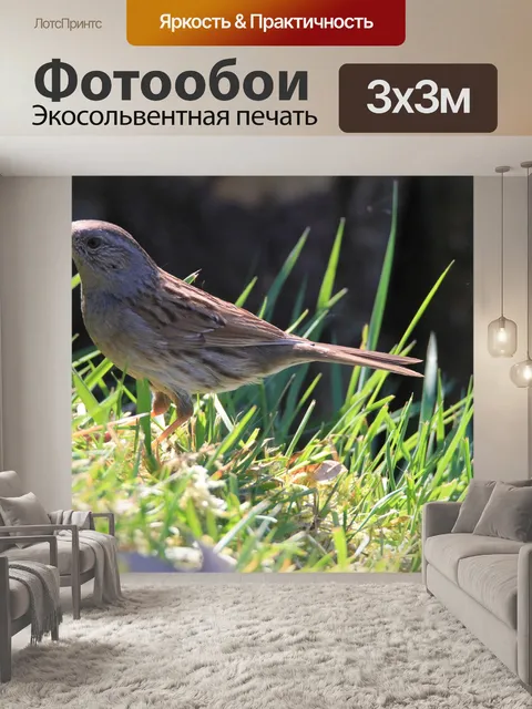 Фотообои Птица