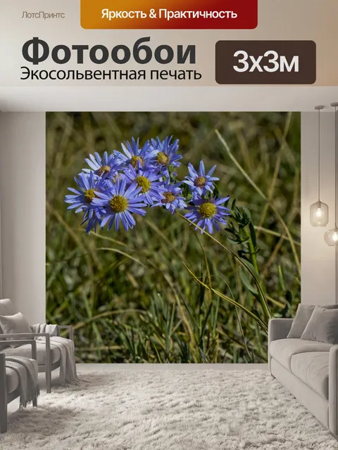 Фотообои Фиолетовые ромашки в поле