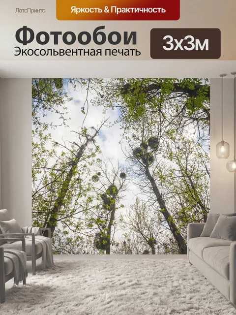 Фотообои Лесные деревья
