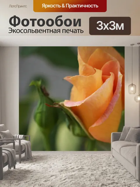 Фотообои Золотая медаль роза
