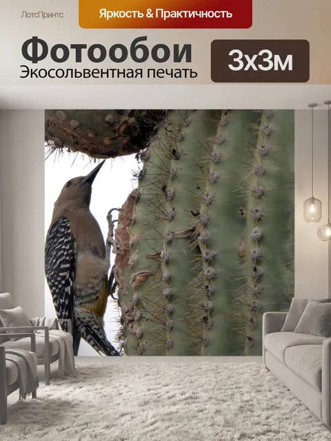 Фотообои Птица на Сагуаро Кактус