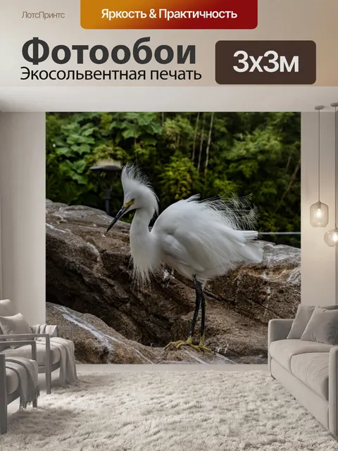 Фотообои Румяные перья Снежная цапля