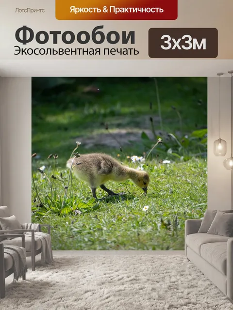 Фотообои Цыпленок, маленький гусь