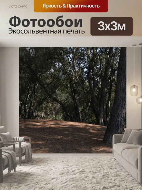 Фотообои Лесная тропа