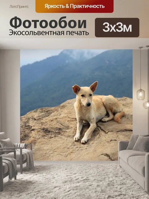 Фотообои Dog