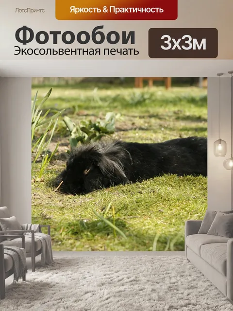 Фотообои Кролик