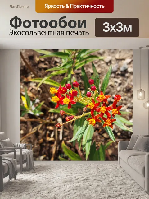 Фотообои Цветки молочая бабочки