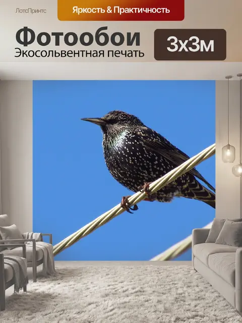 Фотообои Птицы