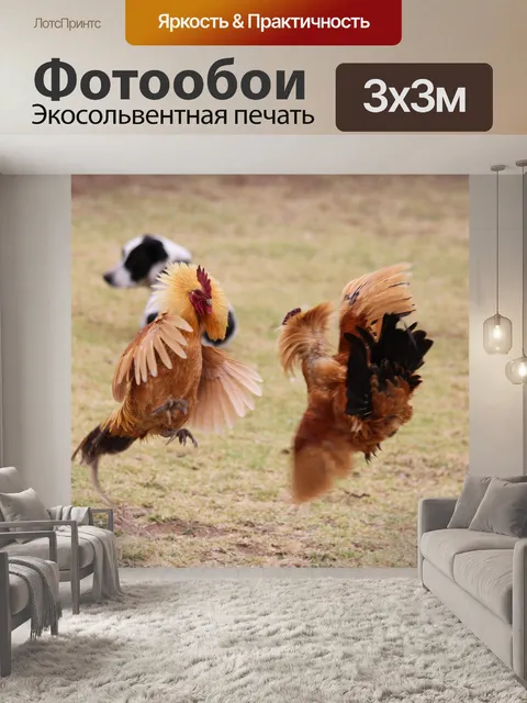 Фотообои Куры