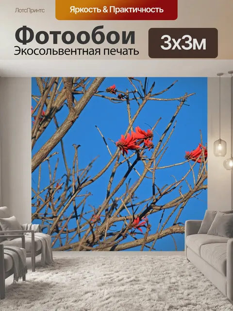 Фотообои эритрона дерево кафры цветущее красное