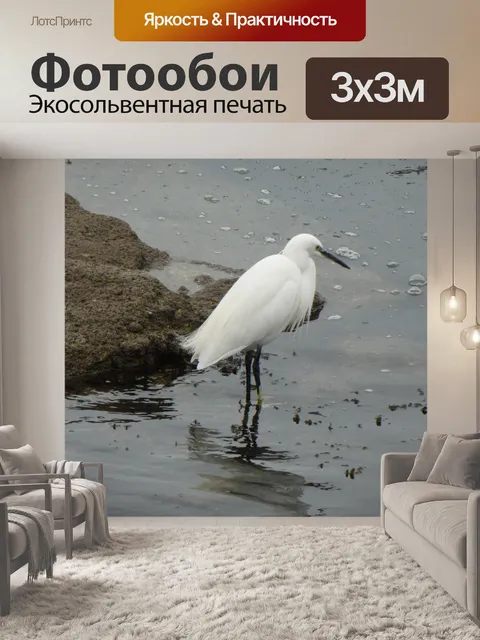 Фотообои Цапля в поисках рыбы