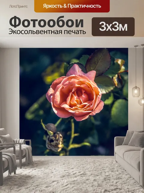 Фотообои Роза