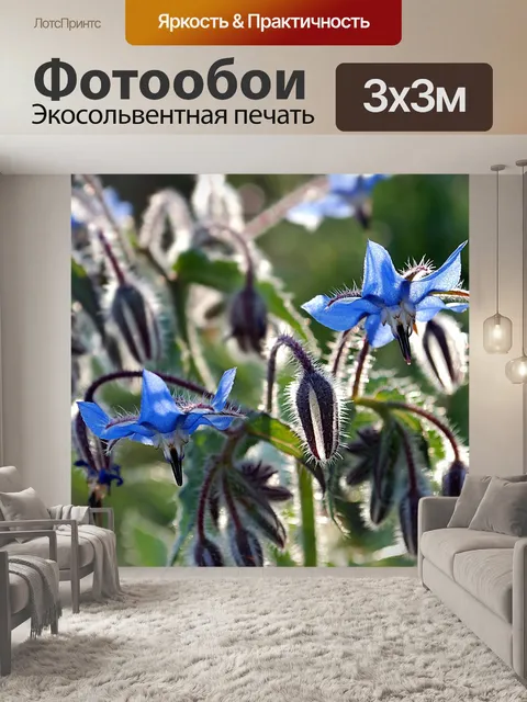 Фотообои Ирис