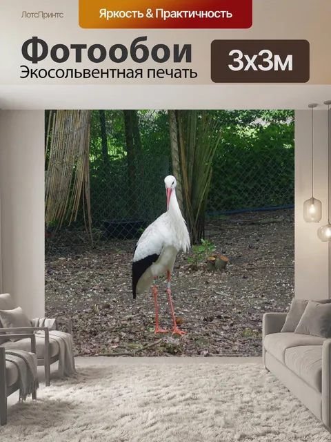 Фотообои Аист