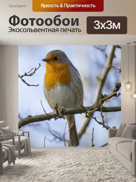 Фотообои Робин Эритакус рубекула