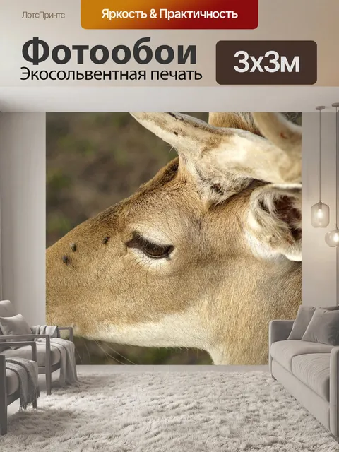 Фотообои Олень
