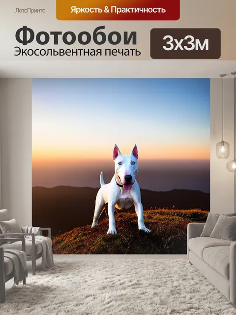 Фотообои сцена, изображающая белого бультерьера на вершине холма с захватывающим видом на горизонте