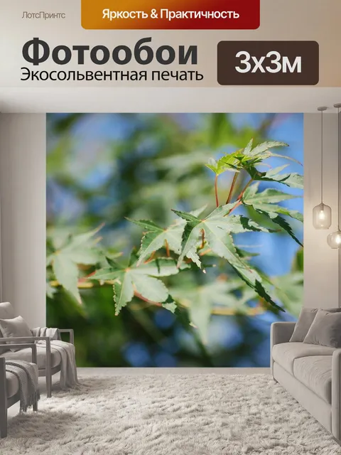 Фотообои Клен