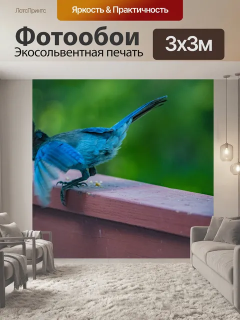 Фотообои Голубая сойка готова к полету
