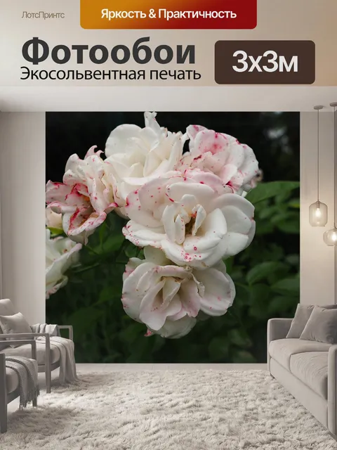 Фотообои Роза