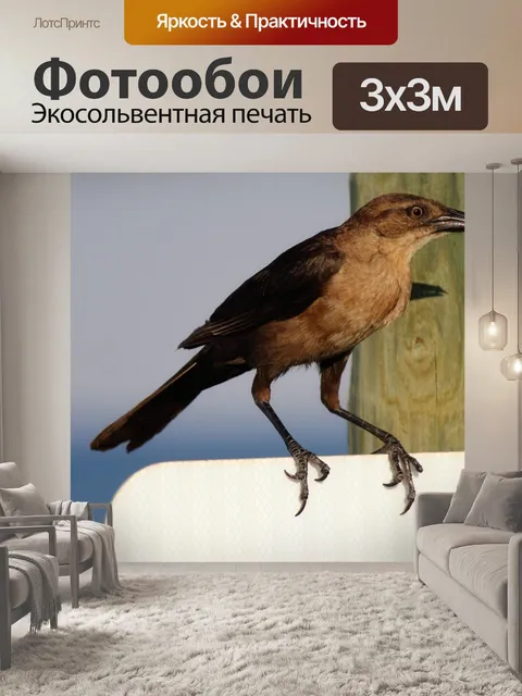 Фотообои Пляж Птица 1