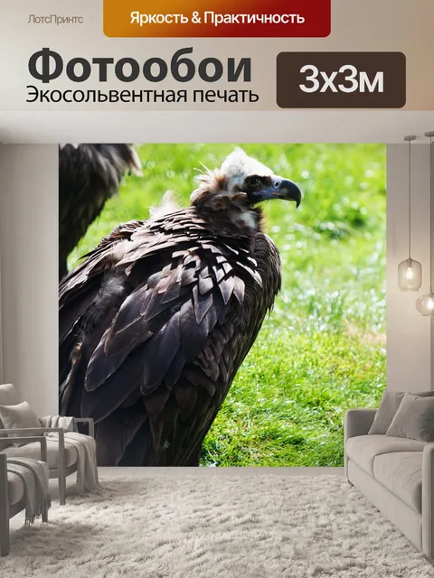 Фотообои стервятник