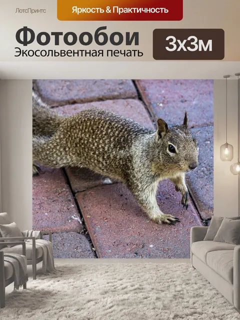 Фотообои суслик
