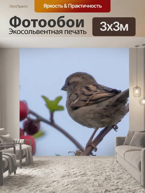 Фотообои Воробей